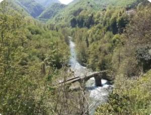Camp Svetigora