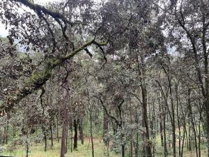 Container House en el bosque con jacuzzi privado