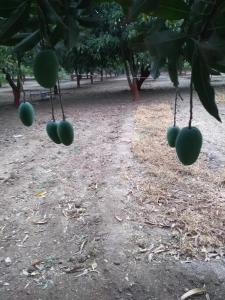 Nisarg Farms A Farm Stay in the City
