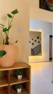 Golden Nap hostel