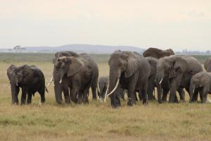 Oloirien Safari camp