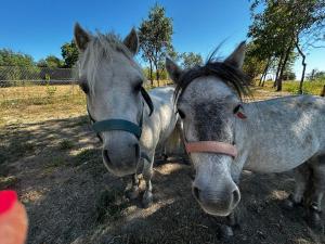 Pajkos Póni élménybirtok és Wellness központ
