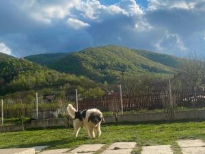 Căsuța de la moara