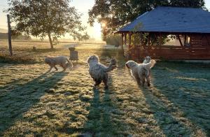 Komondor Vendégház