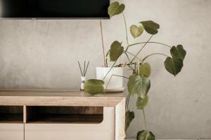 Apartament 8