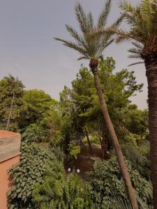 Riad Fadil