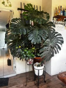 Tu refugio entre las plantas