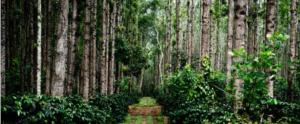 Coorg Silver Mountain Estate Stay