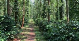 Coorg Silver Mountain Estate Stay