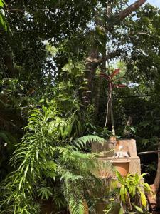 Tranquilo Assagao Studio,Forest View,Pool With Private Balcony