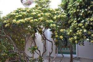 Miramare struttura sulla spiaggia img55