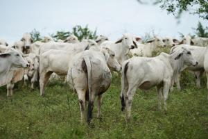 Las Carolinas - Nature & Tradition