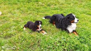 Benvenuti, i cani sono i benvenuti!