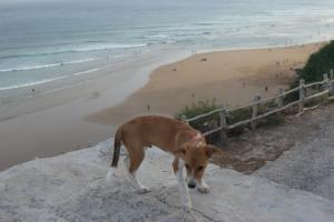 Surfvivoimsouane