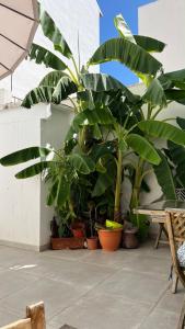 Céntrico duplex con piscina