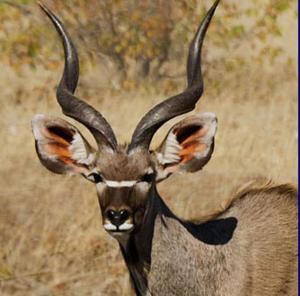 Makomkom Safaris