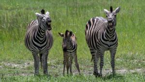 Makomkom Safaris