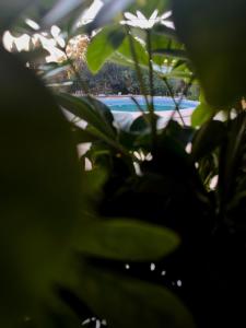 Vila Apolonia
