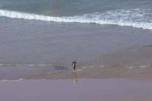 Surfvivoimsouane