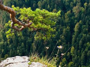 Biały domek Pieniny