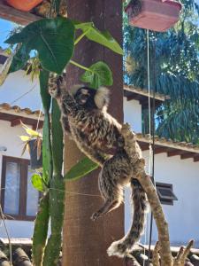 Hogar na Mata Atlántica