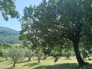 Sotto la Quercia