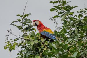 The Toucan Suite at Oropel Lodge