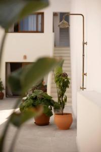 San Felipe Suites