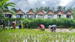 Rice Terrace Bungalows