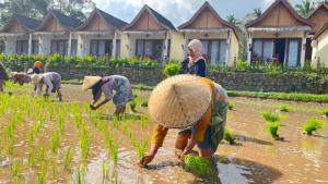 Rice Terrace Bungalows