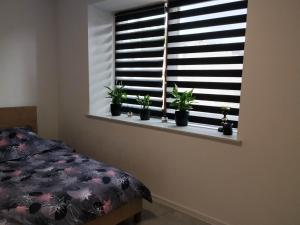 Apartament Ostrowiec Świętokrzyski
