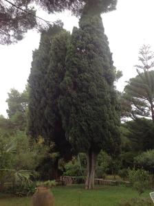 Ai Cipressi