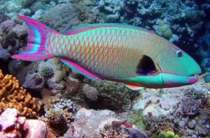 Trincomalee Marine Tours