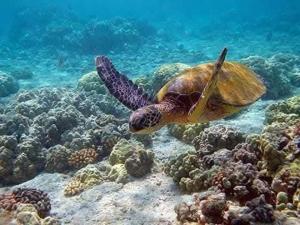 Trincomalee Marine Tours