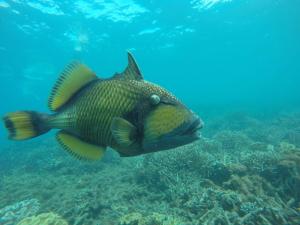 Trincomalee Marine Tours