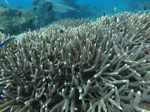 Trincomalee Marine Tours