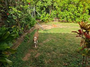Finca Nuestra Madre Tierra