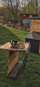 Farma pod Skalkou - Kontaktné zoo - Vírivka - Ski Telgart 15 min