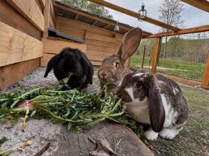 Farma pod Skalkou - Kontaktné zoo - Vírivka - Ski Telgart 15 min