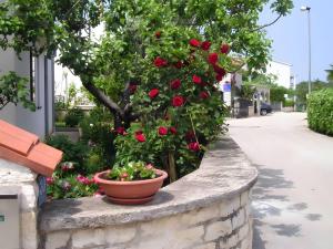 Apartmani Cerin - Cocaletto