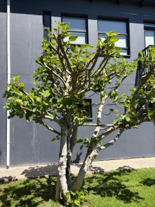 The Fig Tree