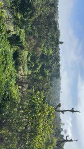 Crestview homestay coorg