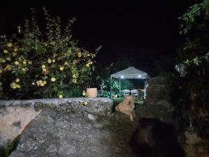 LA FAYA