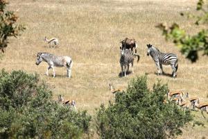 Wildlife Retreat on a Wine-Farm