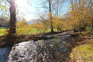 Trout Creek Cabin- Right on the Creek