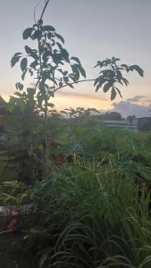 home in depok