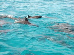 Solar de Pipa Elegance Duplex Flat