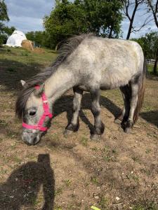 Pajkos Póni Élménybirtok Vendégház