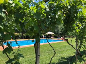 Villa with private vineyard & pool, Monferrato