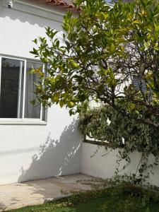 Orange Tree Private Home